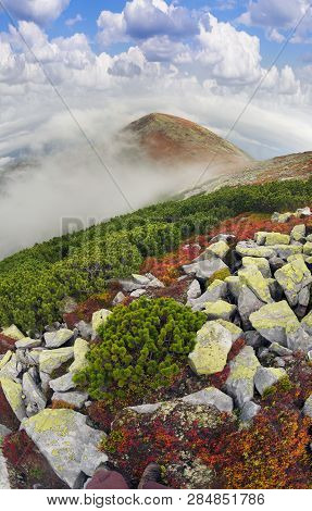 Red Bilberry In Syvula