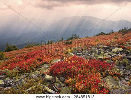 Red Bilberry In Syvula