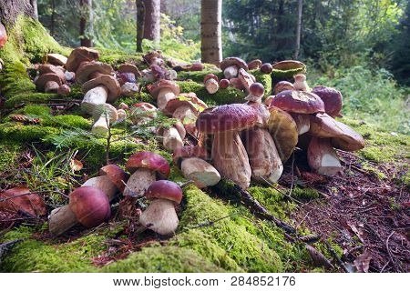 Harvesting Of Mushrooms In The Carpathians