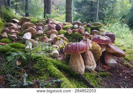 Harvesting Of Mushrooms In The Carpathians
