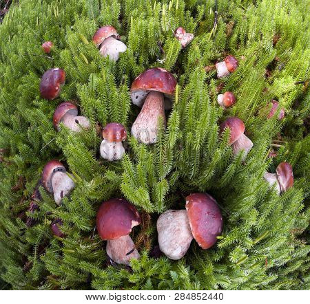 Harvest Of Mushrooms In The Carpathians Ukraine