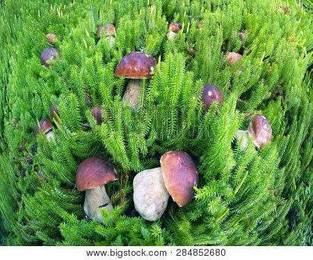 Harvest Of Mushrooms In The Carpathians Ukraine