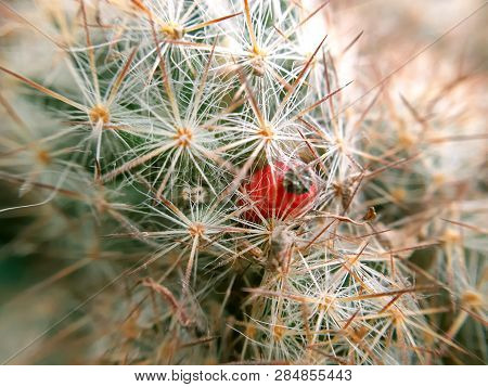 Cactus Seed Pod. Small Cactus Fruit Close Up