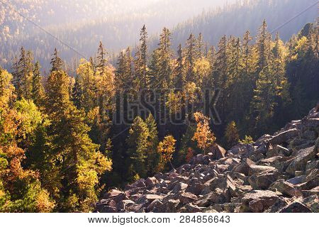 Lonely Heroic Birch On A Rock