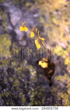 Lonely Heroic Birch On A Rock
