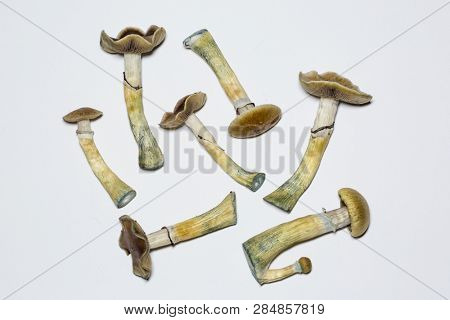 Psilocybe cubensis - fresh magic mushrooms with a white background