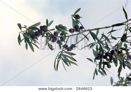 Siyah Zeytin dalı