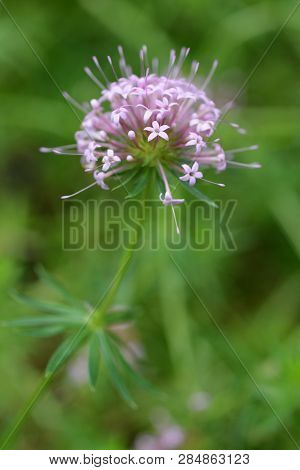 Caucasian Crosswort Pink Flower - Latin Name - Phuopsis Stylosa