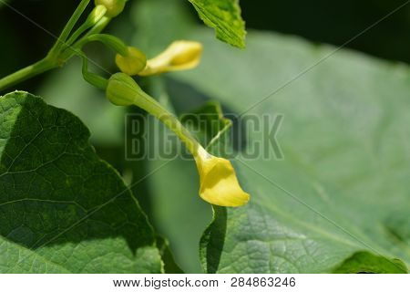 Common Birthwort - Latin Name - Aristolochia Clematitis