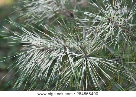 Golden Ghost Japanese Red Pine - Latin Name - Pinus Densiflora Golden Ghost