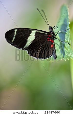Sara Longwing Butterfly