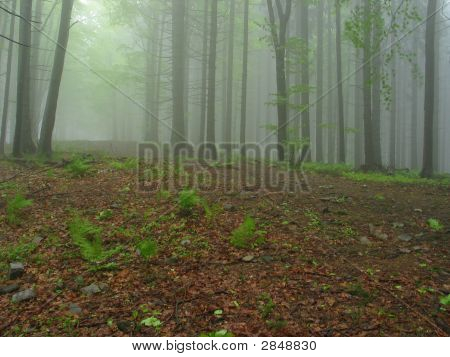 Forêt brumeuse