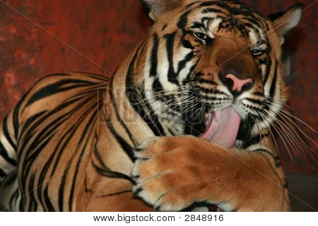 Tiger slikke hans pote