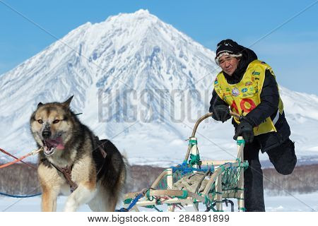 KAMCHATKA, RUSSIA - FEBRUARY 25, 2017: Kamchatka Sled Dog Race Beringiya, Russian Cup of Dog Sled Racing (snow disciplines). Running sled dog team musher Kutynkavav Eugene on background Koryak Volcano.