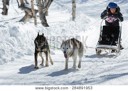 PETROPAVLOVSK KAMCHATSKY CITY, KAMCHATKA PENINSULA, RUSSIA - FEBRUARY 23, 2017: Running dog sled Alaskan husky young musher Kolybin Matvey. Kamchatka Kids Competitions Sled Dog Race Dyulin Beringiya.