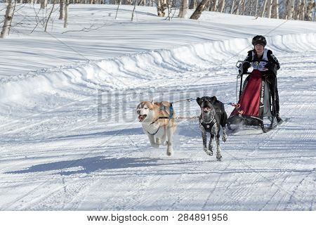 PETROPAVLOVSK CITY, KAMCHATKA PENINSULA, RUSSIA - FEBRUARY 23, 2017: Girl musher drives dog sledding race along winter track in forest. Kamchatka Kids Competitions Sled Dog Race Dyulin (Beringiya).