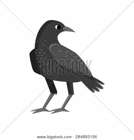 Big Rugged Black Crow Isolated On White Background