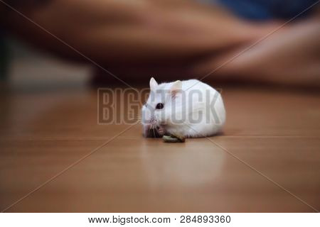 Cute Female Exotic Winter White Dwarf Hamster Eating Pet Food On Floor Background. Winter White Hams