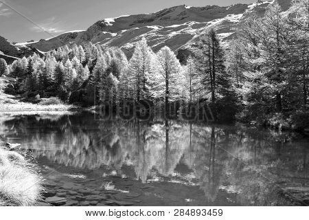 Colorful Trees In Autumn At Grindjisee Lake, Zermatt With Alps Snow Mountains At The Background, Swi