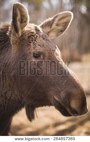 Closeup Of The Head Of An Elk With Brown Fur In The Forest Reserve. A Huge Elk With Big Kind Eyes Is