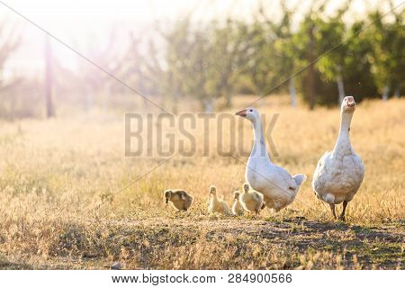 Family Of Geese At Sunset With Sunny Hotspot