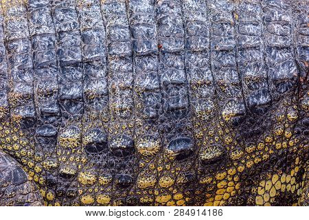 Closeup Of Crocodile Scaled Skin, Detailed Rough Texture