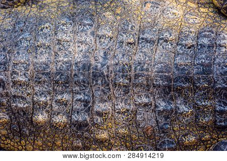 Closeup Of Crocodile Scaled Skin, Detailed Rough Texture
