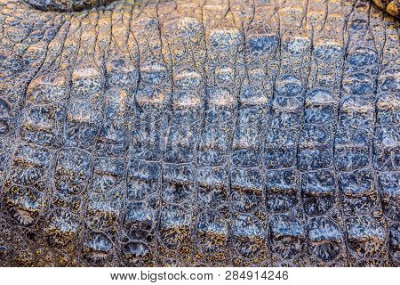 Closeup Of Crocodile Scaled Skin, Detailed Rough Texture