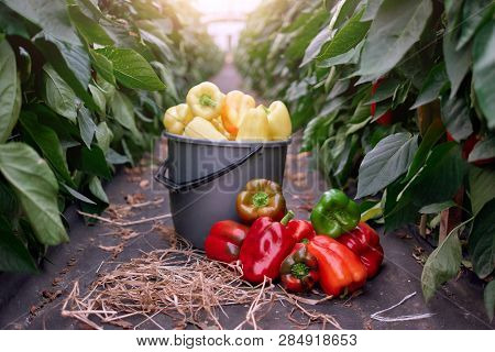Ripe Juicy Bell Peppers In Commercial Greenhouse. Paprika Growing In Agricultural Greenhouse Garden.