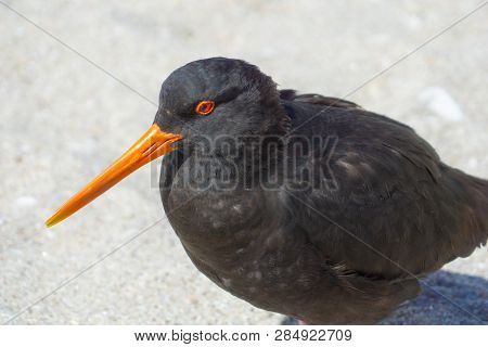 Variable Oystercatcher - Black Close-up Portrait With Bright Red Bill