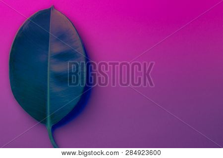 Big Fresh Ficus Leaf On Duotone Purple Violet Blue Background. Trendy Neon Colors. Toned. Minimalist