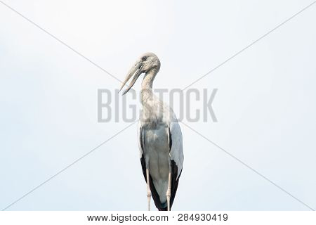 Asian Open Bill, Anastomus Oscitans Bird Background