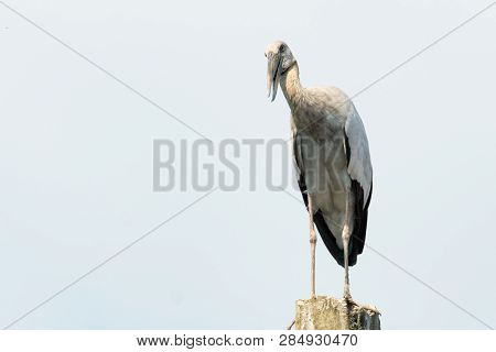 Asian Open Bill, Anastomus Oscitans Bird Background