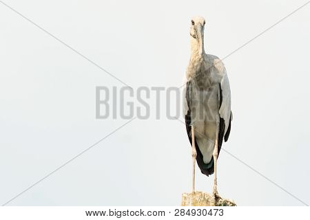 Asian Open Bill, Anastomus Oscitans Bird Background
