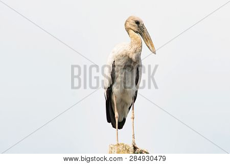 Asian Open Bill, Anastomus Oscitans Bird Background