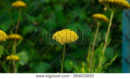 Flower Of Fernleaf Yarrow Or Achillea Filipendulina Macro, Selective Focus, Shallow Dof