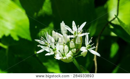 Blooming Wild Garlic Or Allium Ursinum, Flowers In Weed Close-up, Selective Focus, Shallow Dof