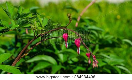 Pacific Or Wild Bleeding Heart, Dicentra Formosa, Flowers On Stem With Bokeh Background, Macro, Sele