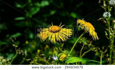 Blooming Telekia Speciosa Yellow Flowers In Wild Macro, Selective Focus, Shallow Dof