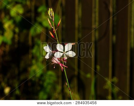 White Gaura Or Oenothera Lindheimeri Blooming At Flowerbed Flowers And Buds Close-up, Selective Focu