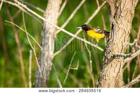 Male Baltimore Oriole bird in Central Kentucky