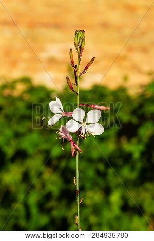 White Gaura Or Oenothera Lindheimeri Blooming At Flowerbed Flowers And Buds Close-up, Selective Focu