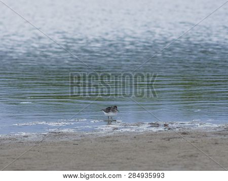 Broad-billed Sandpiper, Limicola Or Calidris Falcinellus Small Shorebird At Sea Shoreline Portrait, 