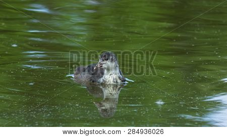Small Chick Of Eurasian Coot Or Fulica Atra Swimming In Pond Close-up Portrait, Selective Focus, Sha