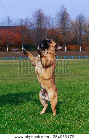 Dog Breed French Bulldog Stands On Its Hind Legs In The Park