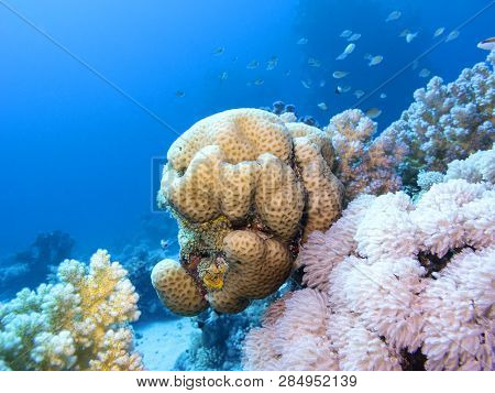 Colorful Coral Reef At The Bottom Of Tropical Sea, Favites Coral, Underwater Landscape