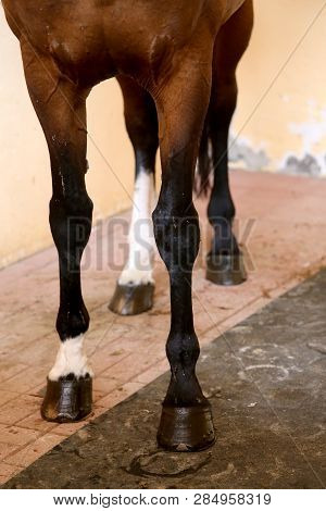 Four Beautiful Hooves Of A Show Jumper Horse Before The Open Air Race. Healthy Horse Feet Of A Show 