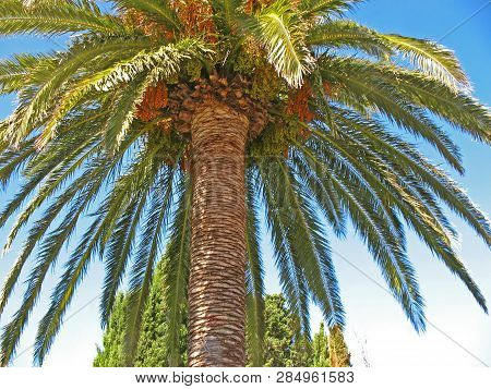Palme/ Palm / Palma / Palm Tree Against The Blue Sky