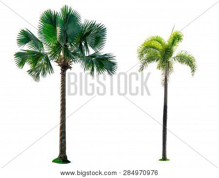Manila Palm, Christmas Palm Tree (veitchia Merrillii (becc.) H.e. Moore ) 
 And Fan Palm (corypha Um