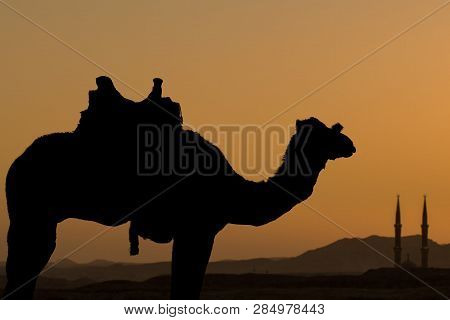 Silhouette Dromedar Camel On The Background Of The Mountain Of St. Moses, Egypt, Sinai